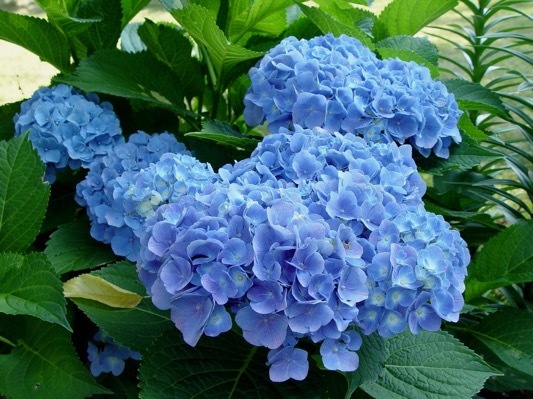 Hydrangea-Blue Heaven_Flower
