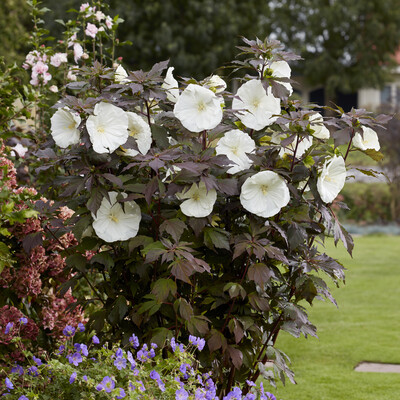 Hibiscus Carousel Ghost