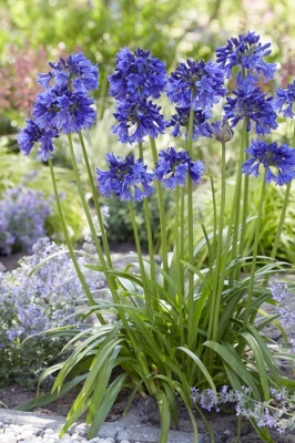 Agapanthus-Blue Thunder_Garden