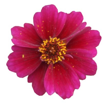 Coreopsis-Twinklebells Purple_Close up flower