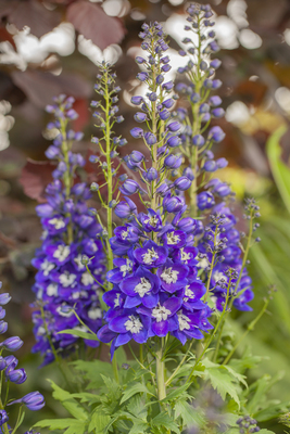 Delphiniium Delgenius Blue Fabulosa