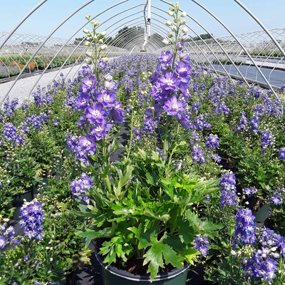 Delphinium Delgenius Glitzy