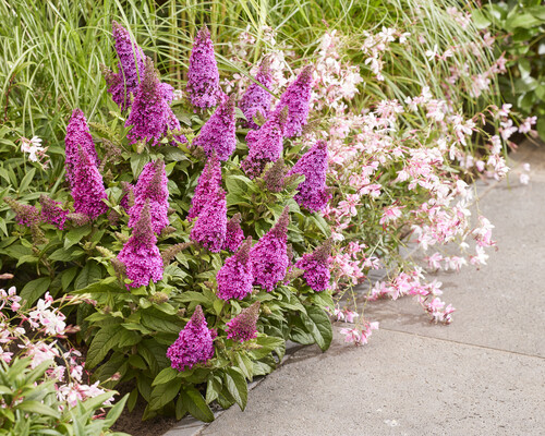 Buddleja Butterfly Candy Lil Cerise