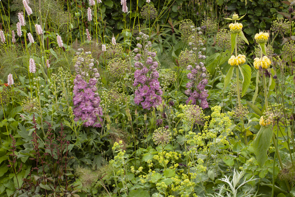 Delphinium Delgenius Juliette