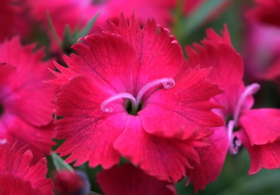Dianthus-Vivid Cherry Charm_Close up flower