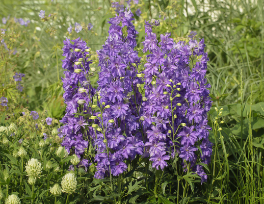 Delphinium Delgenius Breezin
