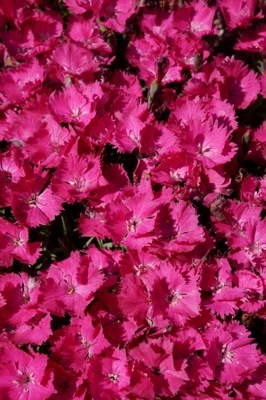 Dianthus-Vivid Bright Light_Close up flower