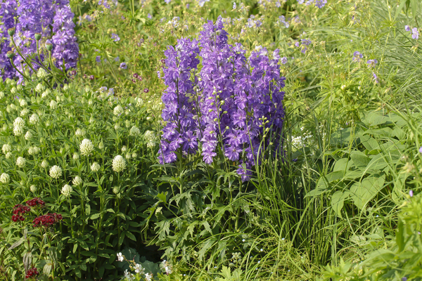 Delphinium Delgenius Breezin