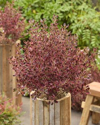 Coprosma Eclipse