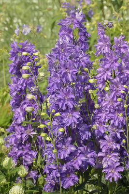Delphinium Delgenius Breezin