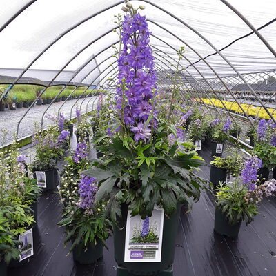 Delphinium Delgenius Breezin