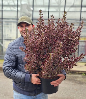 Concept Plants | Coprosma Eclipse ('Aldawn') PP35,557