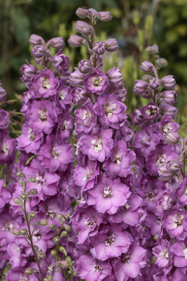 Delphinium Delgenius Chantay