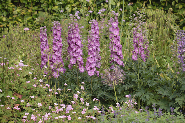 Delphinium Delgenius Chantay