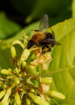 Diervilla-Honeybee_Flower