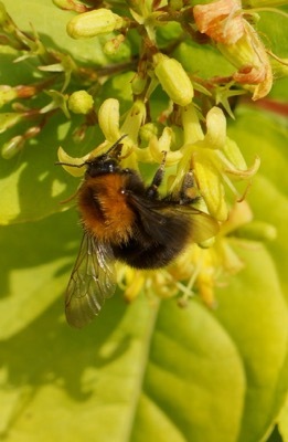 Diervilla-Honeybee_Close up flower