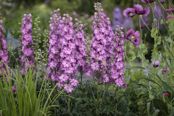 Delphinium Delgenius Chantay