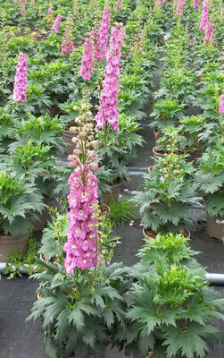 Delphinium Delgenius Chantay