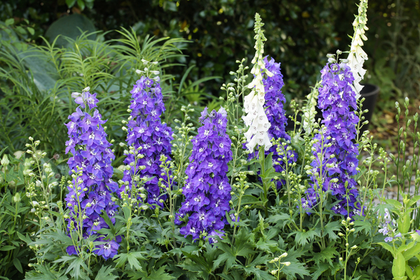 Delphinium Delgenius Glitzy