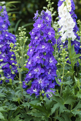 Delphinium Delgenius Glitzy