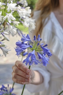 Agapanthus-Ever Sapphire_Close up flower