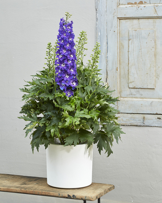 Delphinium Delgenius Glitzy