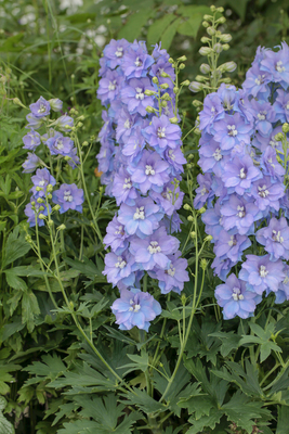 Delphinium Delgenius Shelby