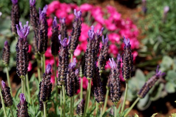 Lavandula-Lusi Purple_Flower