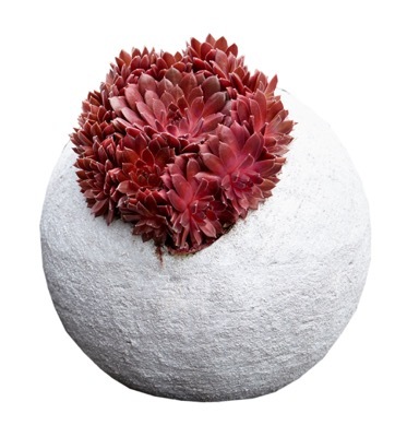 Sempervivum-Coral Red_Pot