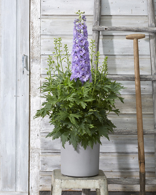 Delphinium Delgenius Shelby