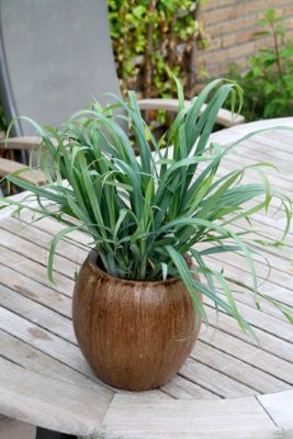 Carex-Bunny Blue-Pot