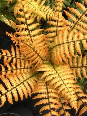 Dryopteris-Jurassic Gold_Close up foliage