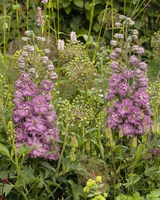 Delphinium Delgenius Juliette
