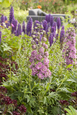 Delphinium Delgenius Juliette