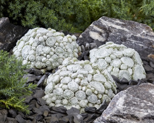 Sempervivum-Arctic White_Garden