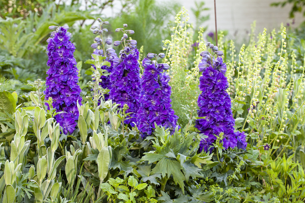 Delphinium Delgenius Kingsley