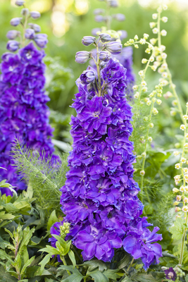 Delphinium Delgenius Kingsley