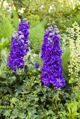 Delphinium Delgenius Kingsley