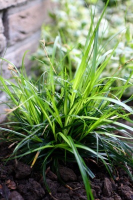 Carex-Everdi_Garden