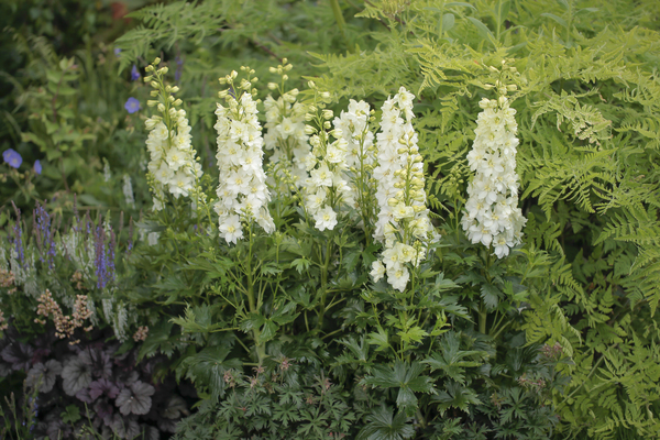 Delphinium Delgenius Neva