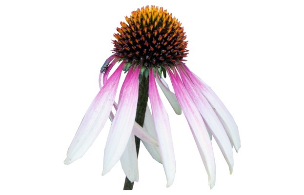 Echniacea-Pretty Parasols_Close up flower