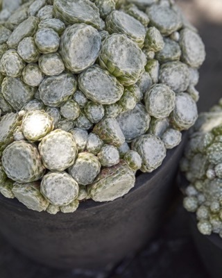 Sempervivum-Arctic White_Close up foliage