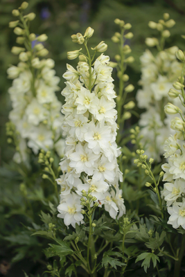 Delphinium Delgenius Neva