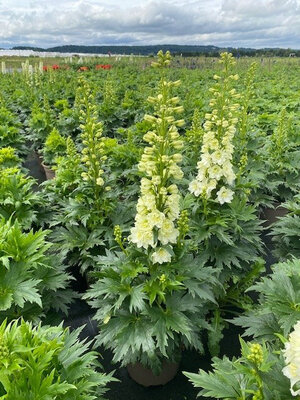 Delphinium Delgenius Neva
