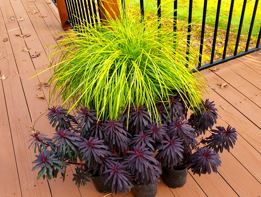 Lomandra Miner's Gold