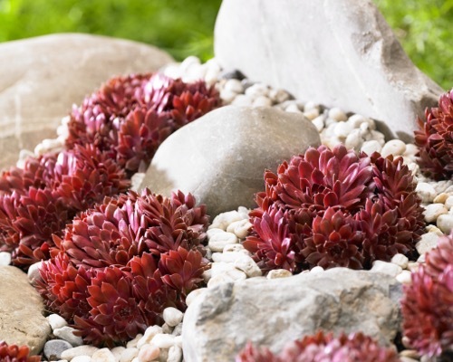 Sempervivum-Coral Red_Garden