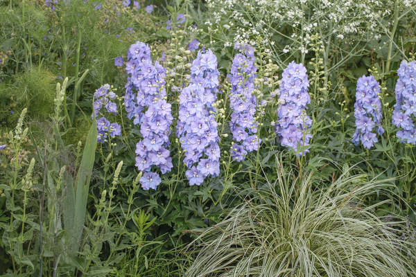 Delphinium Delgenius Shelby