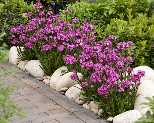 Lychnis Cherry Bubbles