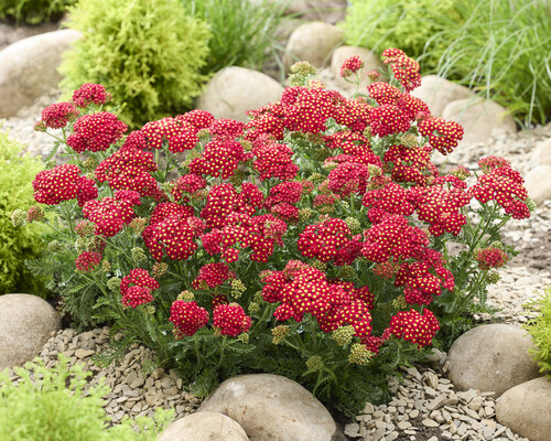 Achillea Sea Breeze Red