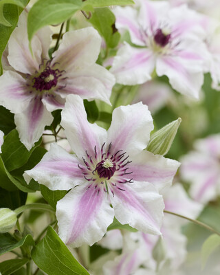 Clematis Ithemba